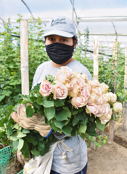We make a manual selection of our flowers, as well as a careful packaging in order to guarantee the quality during the shipping and arrival to their destination.